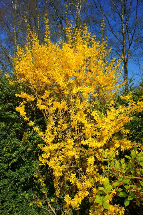 forsythia flowers yellow