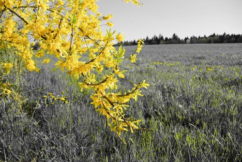 forsythia tree yellow