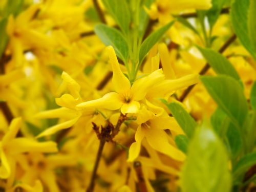 forsythia bush yellow