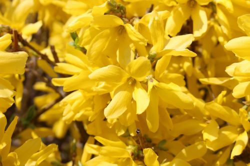 forsythia spring flowers