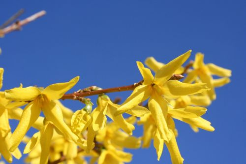 forsythia gold lilac golden bells