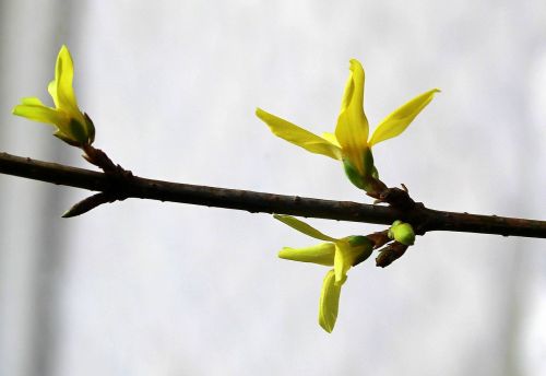 forsythia blooming twig spring flowers