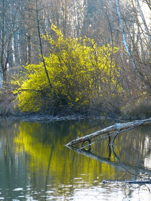 forsythia bloom yellow