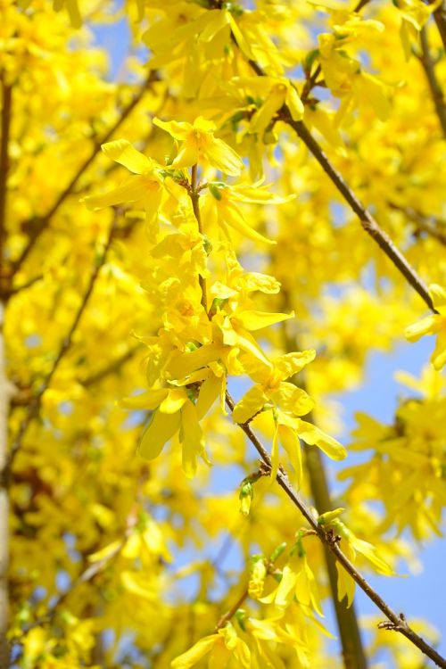 forsythia branches yellow
