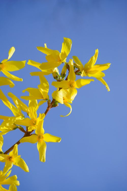 forsythia gold lilac flower