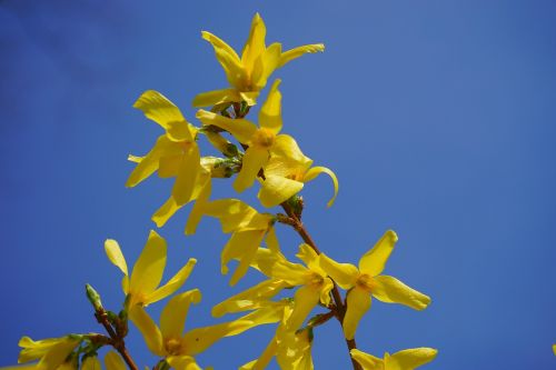 forsythia gold lilac flower
