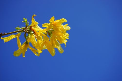 forsythia gold lilac flower
