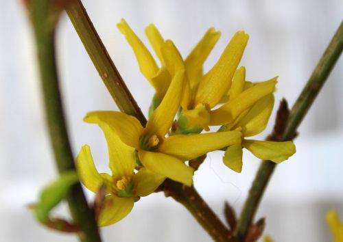 forsythia flower bush