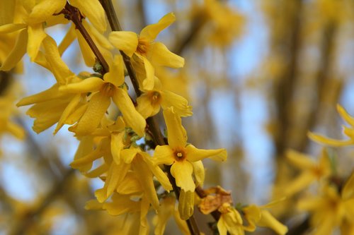 forsythia  yellow flower  spring