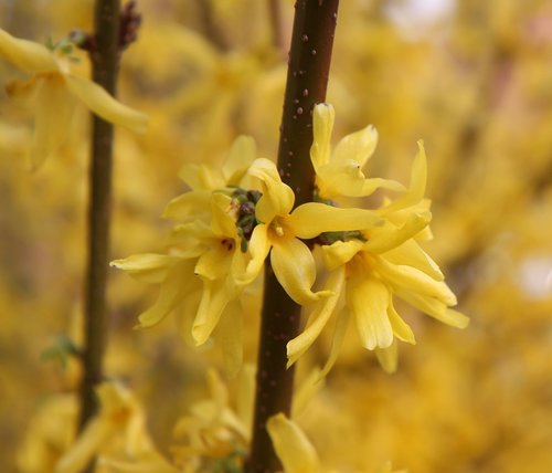 forsythia  spring  yellow flower