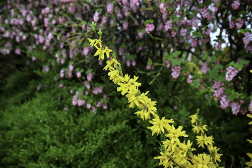 forsythia  yellow flower  spring