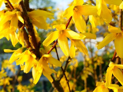 forsythia  spring  yellow