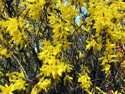 forsythia  yellow  bush