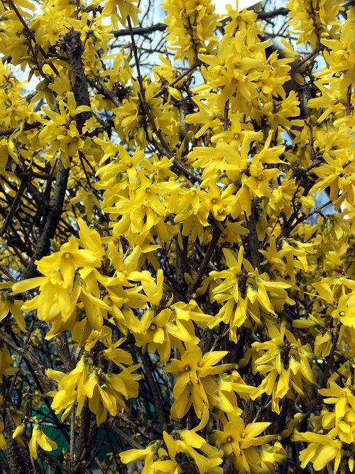 forsythia  yellow  ornamental shrub
