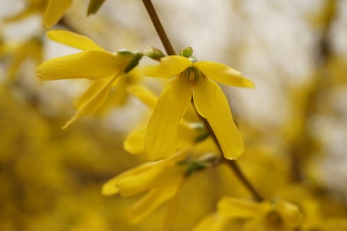 forsythia  yellow  flower