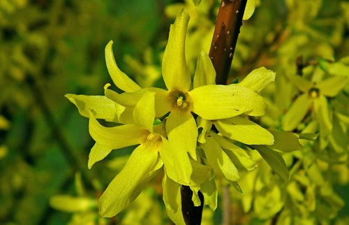 forsythia  flowers  bush