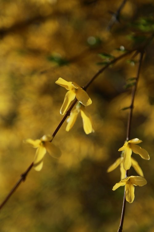 forsythia  flowers  spring