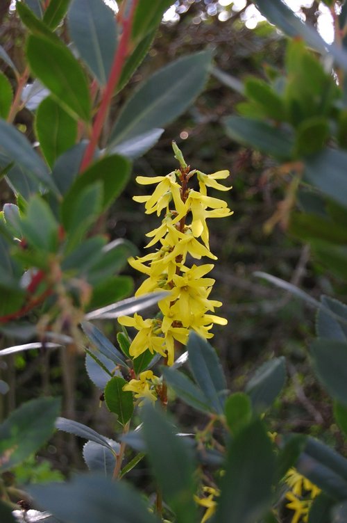 forsythia  tree  plant