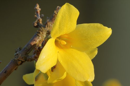 forsythia  spring  blossom