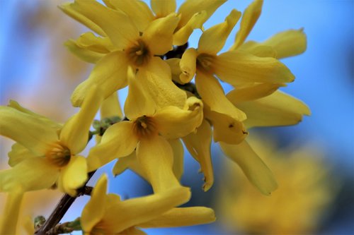 forsythia  yellow  bud