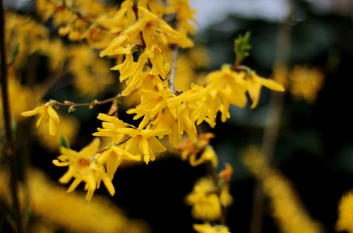 forsythia  yellow  spring