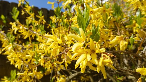forsythia  yellow  garden