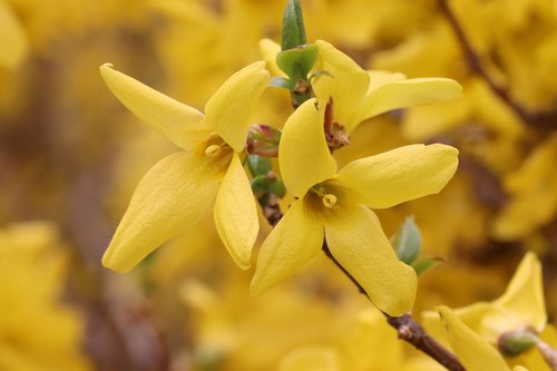 forsythia  spring  yellow