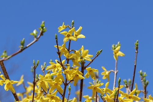 forsythia  spring  yellow