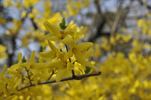 forsythia  yellow flowers  flowers