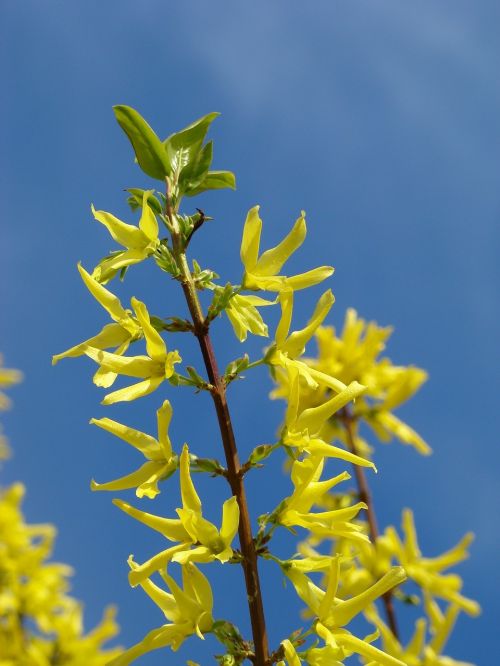forsythia yellow bloom