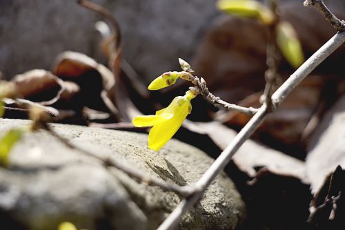 forsythia spring spring flowers