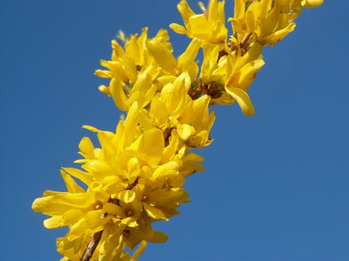 forsythia spring blossom