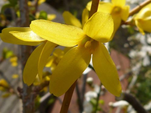 forsythia yellow macro