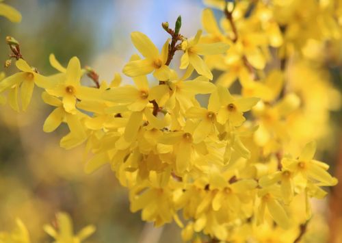 forsythia flowers forsythia flowers