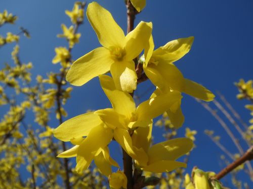 forsythia shrub blossom