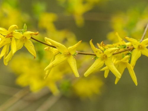 forsythie yellow blossom