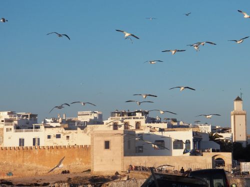 fort harbor morocco