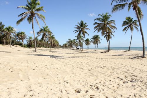 fortress beach coconut trees