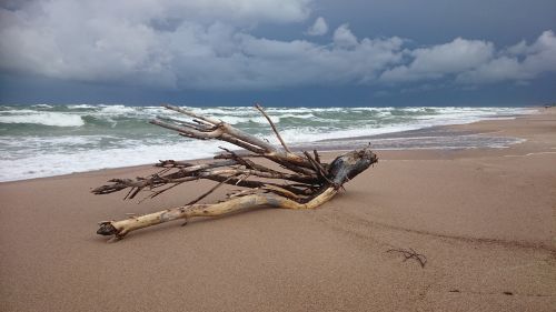 forward beach driftwood