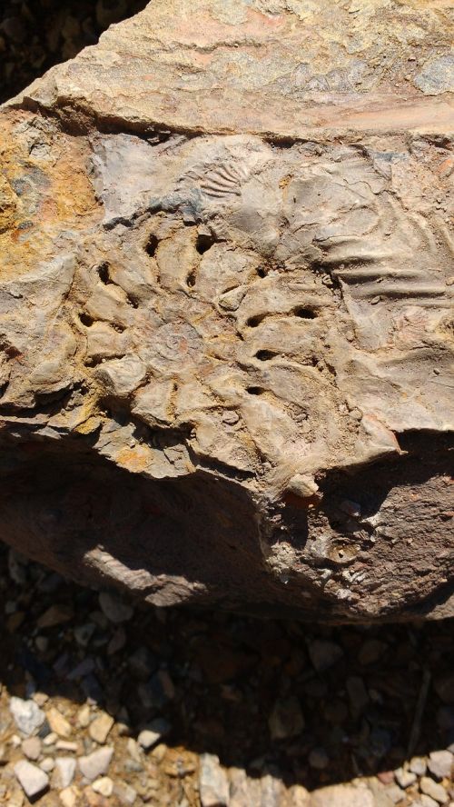 fossil stone earth