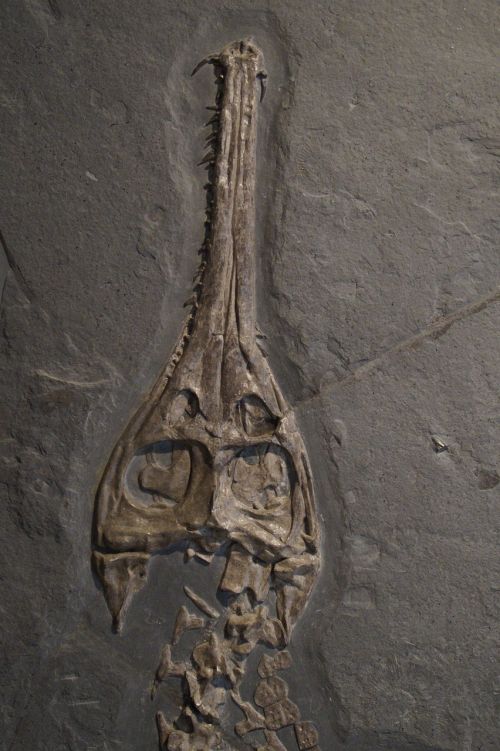 fossil skull head