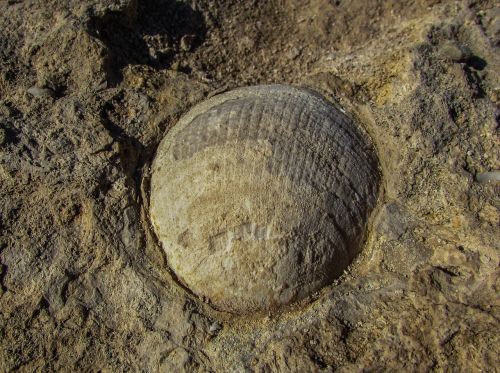 fossil shell petrified
