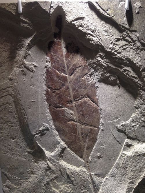 fossil leaf stone