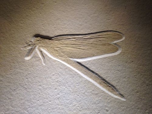fossil dragonfly insect