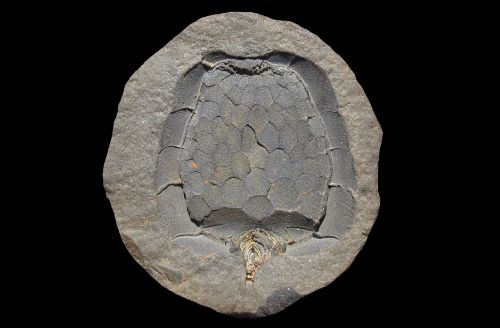 fossil carpoidea mitrocystites mitra