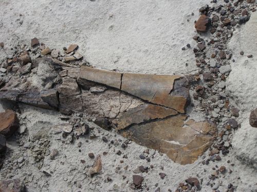 fossil dino jurassic