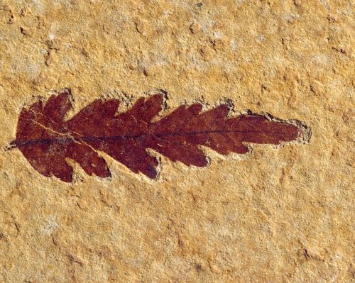 fossil plant leaf