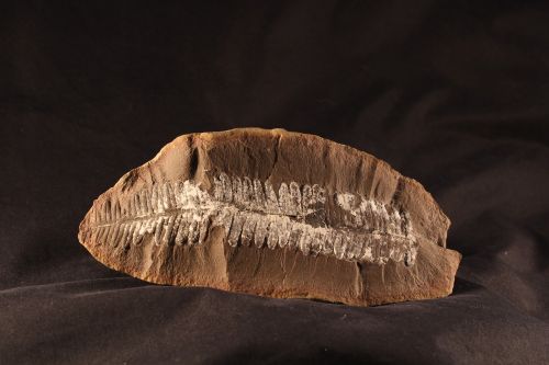 fossil fern rock