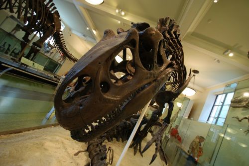 fossil tyrannosaurus dinosaur