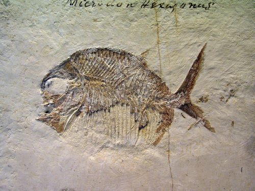 fossil fish stone